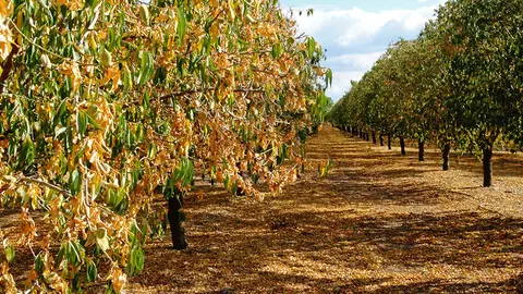 Arbres fruiters (ametllers) d'una finca de la Col·lectivitat 16 de regants del Canal d'Urgell, perdent les seves primeres fulles i oferint una estampa tardoral insòlit a la primavera - Foto: Marina Pallàs Barta