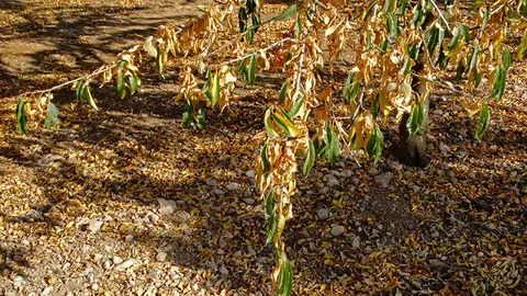 Arbres fruiters (ametllers) d'una finca de la Col·lectivitat 16 de regants del Canal d'Urgell, perdent les seves primeres fulles i oferint una estampa tardoral insòlit a la primavera - Foto: Marina Pallàs Barta