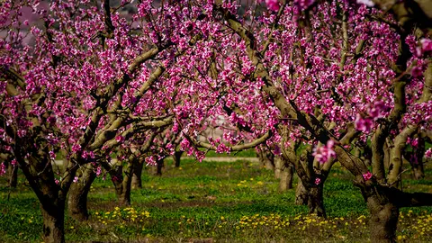 Presseguers florits - Foto: Cedida per l'Escola Agrària d'Alfarràs