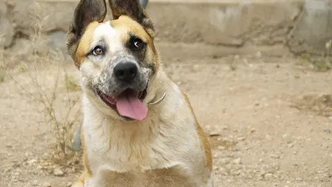 Un dels gossets del Centre d'Acollida d'Animals de Companyia de Lleida, conegut com el Refugi del Peluts - Foto: Aida Pallàs Barta