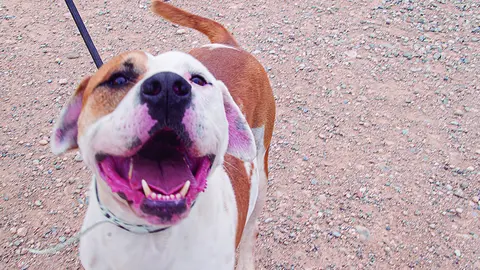 Un dels gossets del Centre d'Acollida d'Animals de Companyia de Lleida, conegut com el Refugi del Peluts - Foto: Aida Pallàs Barta
