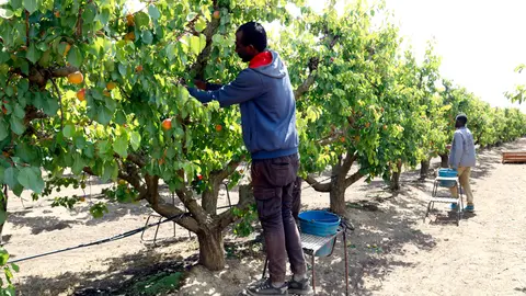 Temporers recullen albercocs a Seròs, en una finca amb reg gota a gota - Foto: Laura Cortés / Ignasi Gómez