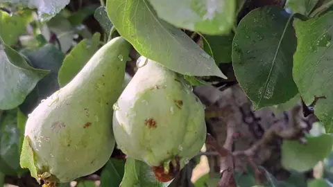 Peres malmeses per la pedra a Alguaire

Data de publicació: dimarts 06 de juny del 2023, 10:13

Localització: Alguaire

Autor: Cedida per Asaja