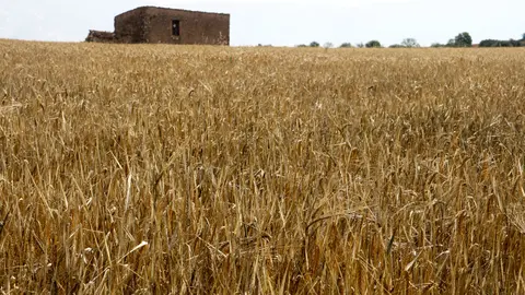 Una finca d'ordi afectada per la sequera a Granyena de Segarra - Foto: Oriol Bosch