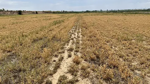 Una finca d'alfals a Vilanova de Bellpuig afectada per la falta de regadiu pel tancament del canal d'Urgell

Data de publicació: dimecres 24 de maig del 2023, 06:00

Localització: Mollerussa

Autor: Oriol Bosch