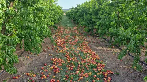 Nectarines a terra per no assolir el calibre comercial per falta de reg en una finca de Torregrossa - Foto: Cedida per Asaja