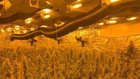 Una plantació de marihuana dins d'un xalet a un barri residencial de Lleida - Foto: Policia Nacional