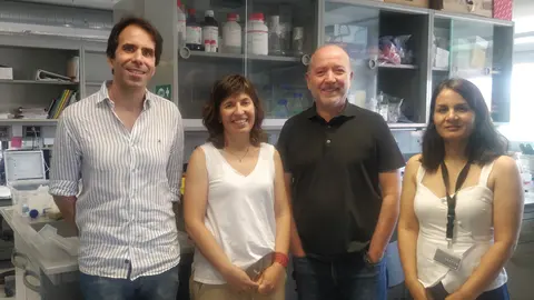 Segons un estudi liderat per la UdL, l'estrès oxidatiu només afecta a nivell cel·lular i es descarta el dany en fluids extracel·lulars, com el plasma i el líquid cefalorraquidi - Foto: UdL
