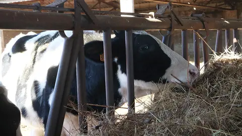 Un vedell menjant al Mas Bech de Castelló d'Empúries - Foto Gemma Tubert (ACN)