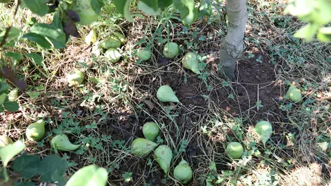 Part de les peres de la varietat Conference que han caigut dels arbres pel temporal d'ahir en una finca de Lleida - Foto: Ignasi Gómez
