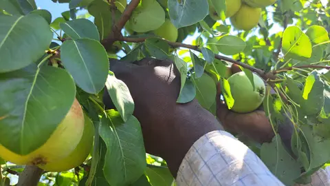 Una persona cull una pera blanquilla el primer dia de l'inici de la collita d'aquesta varietat - Foto: Cedida per Asaja Lleida