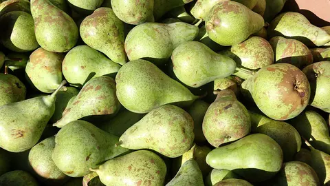 Peres de la varietat conference collides en una finca de Lleida - Foto: Ignasi Gómez (ACN)