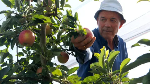 Collita de pomes vermelles a Vila-sana - Foto: Oriol Bosch
