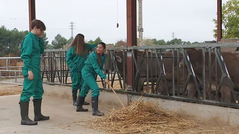 L’escola està en terreny de 3,3 hectàrees on hi ha cavalls, aviram, vaques de carn, truges, ovelles i conills - Foto: Escola Agrària de Vallfogona de Balaguer