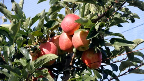 Pomes vermelles Royal Gala en una finca de Vila-sana - Foto: Oriol Bosch