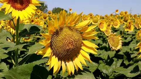 La flor d'un gira-sol en un camp on normalment sempre es plantava panís, al terme municipal de Bellvís - Foto: Anna Berga