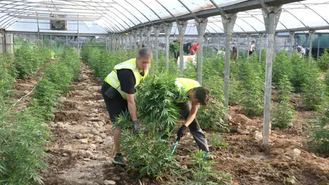 Els Mossos d'Esquadra han començat a desmantellar la plantació de marihuana aquest dijous al matí - Foto: Ignasi Gómez