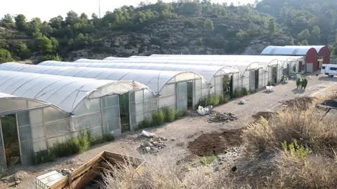 Part del conjunt d'hivernacles on s'ha localitzat la plantació de marihuana - Foto: Ignasi Gómez