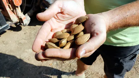 Ametlles collides en una finca de Torres de Segre - Foto: Oriol Bosch