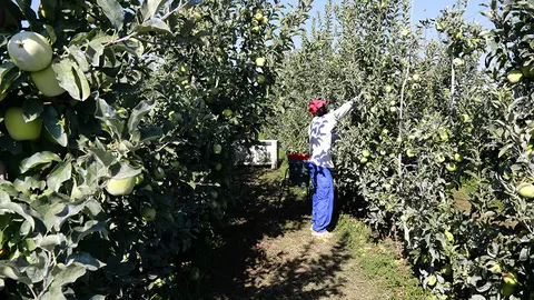 Collita de pomes en una finca de l'Horta de Lleida -ACN