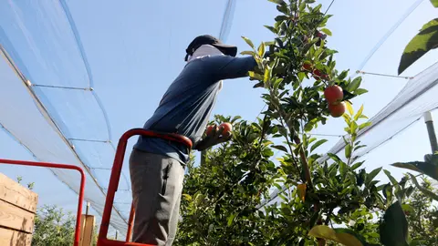 Un temporer collint pomes a Vila-sana - Foto: Oriol Bosch