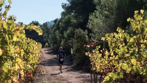 Un corredor durant la Cursa i Caminada Entre Vinyes Tomàs Cusiné - Foto: Castell del Remei