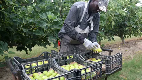 Un treballador col·loca les figues collides a les caixes en una finca d'Alguaire - Foto: Ignasi Gómez