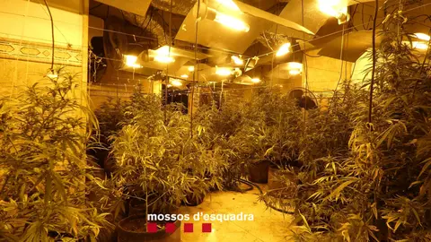Plantes de marihuana trobades en una casa de Castellserà durant un dispositiu antidroga dels Mossos d'Esquadra - Foto: Cedida pels Mossos d'Esquadra