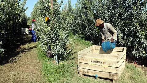 Collita de pomes en una finca de l'Horta de Lleida
Data de publicació: divendres 25 d’agost del 2023, 07:00
Localització: Lleida
Autor: Anna Berga