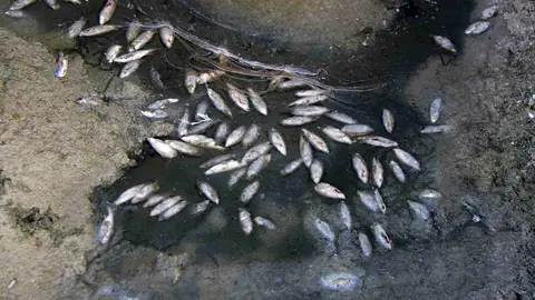 Diversos peixos morts en un tram del canal Segarra-Garrigues a les Borges Blanques - Foto: Anna Berga