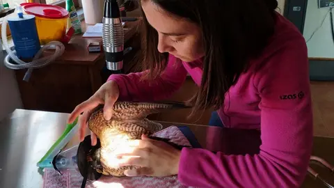 La veterinària Laia Sanchez controla estat de salut d'un falcó pelegrí - Foto: Cedida pel Zoo del Pirineu