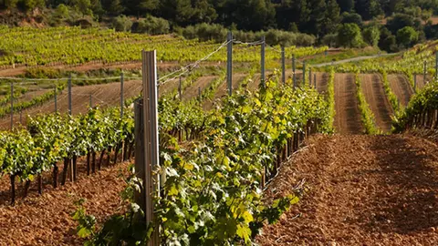 terrer -Cérvoles Celler