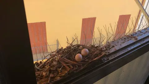 Posta d'ous de coloms en una finestra d'una casa del centre històric de Balaguer - Foto: Cedida per veïns de Balaguer