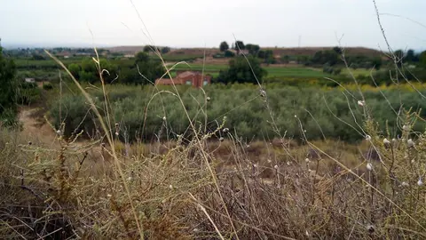 La T-Horta és el servei de transport públic entre l'Horta i la zona urbana que es fa amb taxis encarregats amb antelació - Foto: Cristina Mongay