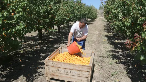 Un treballador de la fruita aboca un cubell amb albercocs en una finca del Baix Segre - Foto: Ignasi Gómez