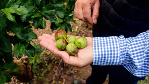 Fruita danyada per la pedra