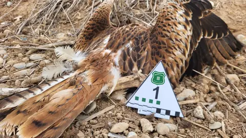 Un milà reial mort. Foto: ACN