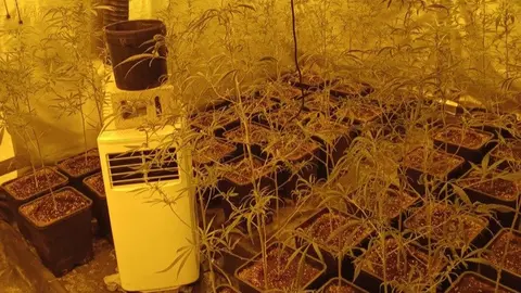 Imatge de la plantació de marihuana. Foto: Mossos d'Esquadra