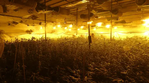Imatge de la plantació localitzada. Foto: Mossos d'Esquadra