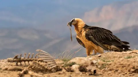 Trencalòs alimentant-se Foto Pilar Oliva-Vidal