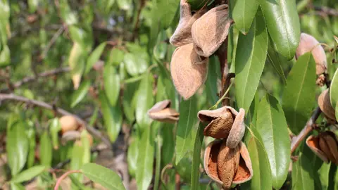 Imatge d'unes ametlles en una finca de Sarroca de Lleida. Foto: Alba Mor