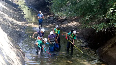 Rescat de truites al canal de Sossís. Foto: ACN