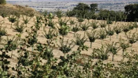 Una finca de pistatxos. Foto_ ACN