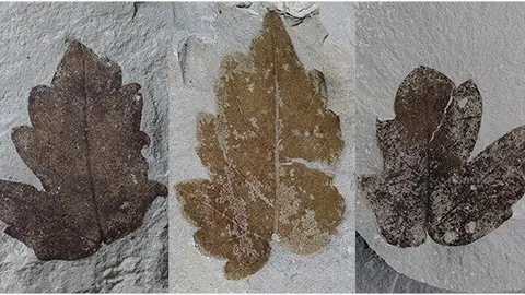 Imatge del fòssil descobert a Cervera. Foto: ICP-CREA