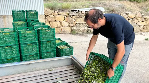 Un productor d'oli abocant les olives al Molí de la vall de Barcedana. Fotos: ACN