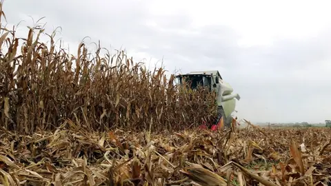 Una màquina recol·lectora treballant en una finca de panís a Linyola