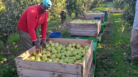Un temporer amb un palot de pera flor d'hivern. Foto: ACN