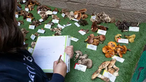 Imatge de la 34a edició de l'Exposició de bolets de tardor de les Terres de Lleida. Foto: Comunicació IEI