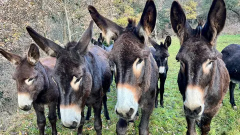 Rucs de la Microreserva de ruc català de Soriguera. Foto: ACN