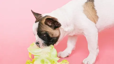 Imatge d'un gos. Foto: Pexels